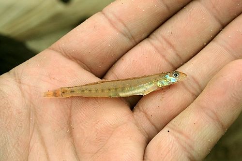 Scaly sand darter